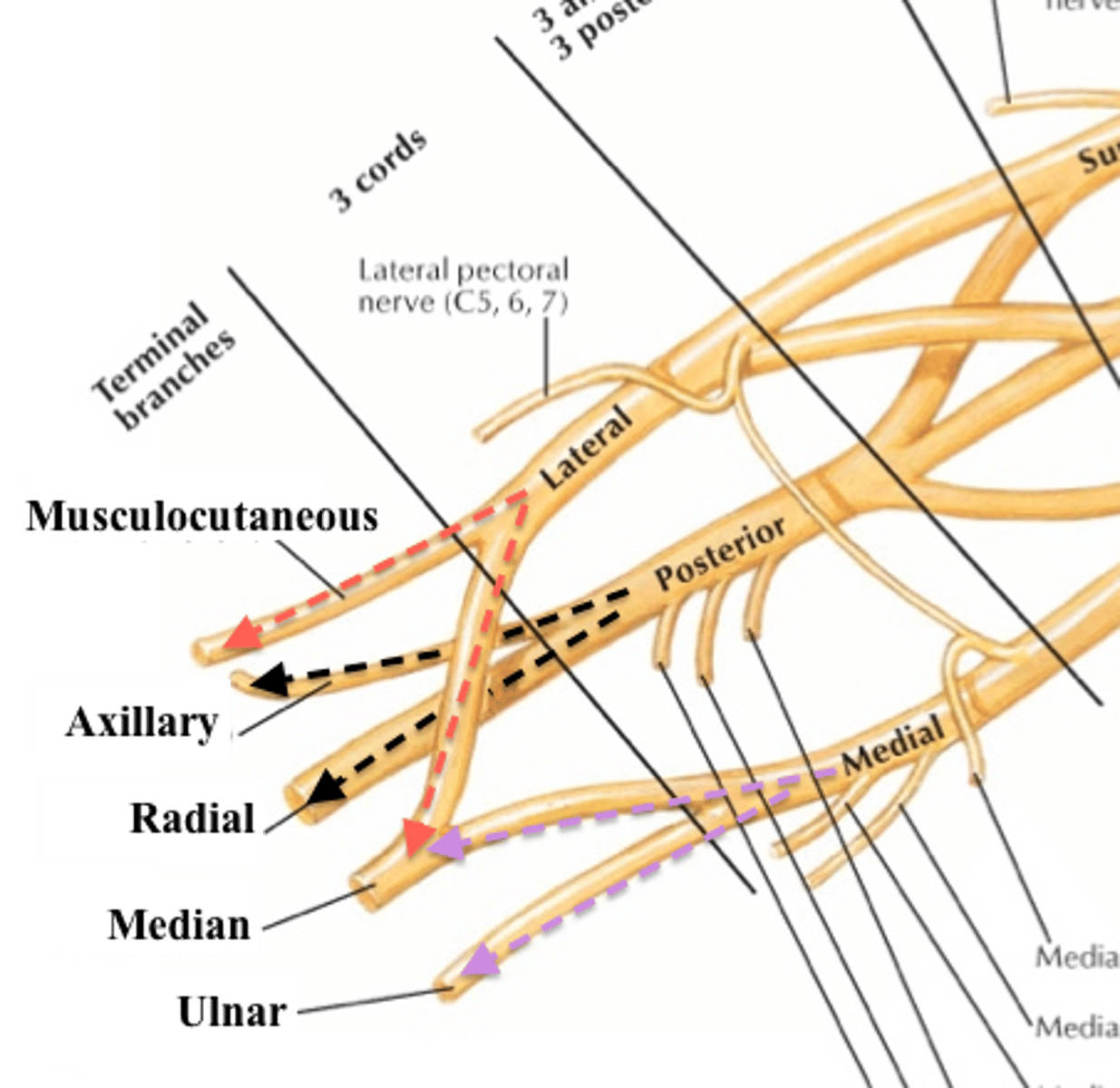 <p>radial nerve</p>