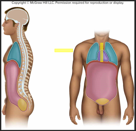 <p>identify the body cavity</p>