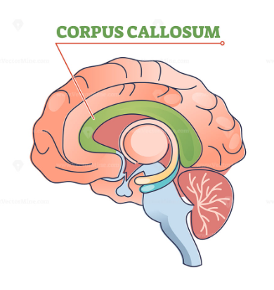<p>corpus callosum</p>