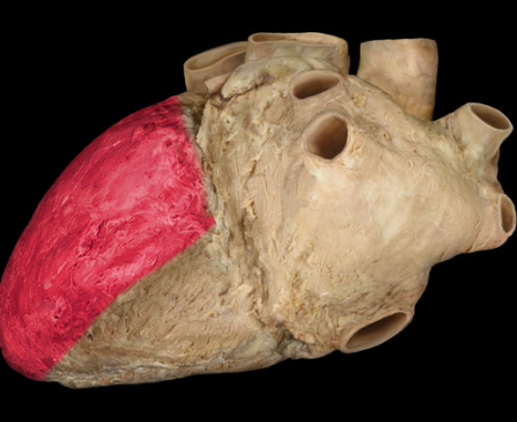 <p>lower left chamber</p>