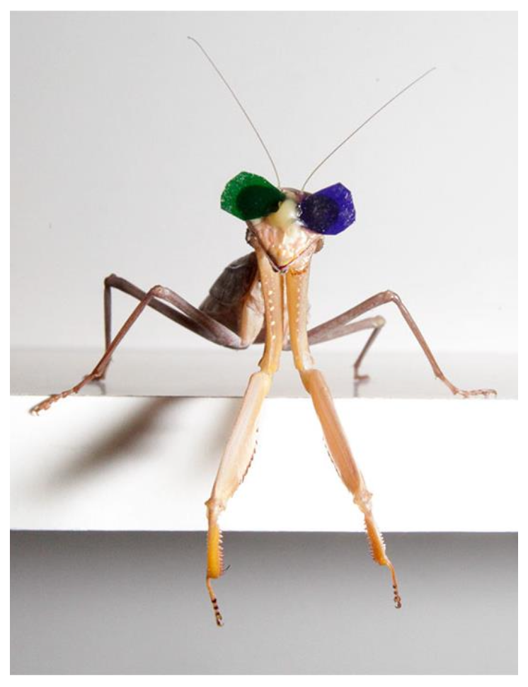 <p><u>Stereopsis: Preying Mantises</u></p><p>Do hunting insects use Stereopsis?</p><p class="p1">• So far, we only know of 1 insect that uses stereopsis: __ (1983, 2016).</p><p class="p1">• Researchers tested mantises with tiny 3D anaglyphic glasses.</p><p class="p1">• 3D movies of bugs triggered __ at the correct depth (2 cm).</p><p class="p1">• __ movies did not elicit a response.</p><p class="p1">• Results: Mantises rely on __ to hunt moving prey (1983).</p>