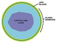 <p>animals: breakdown H202, fatty acids, AAs; plants: modify by-products of photosynthesis</p>