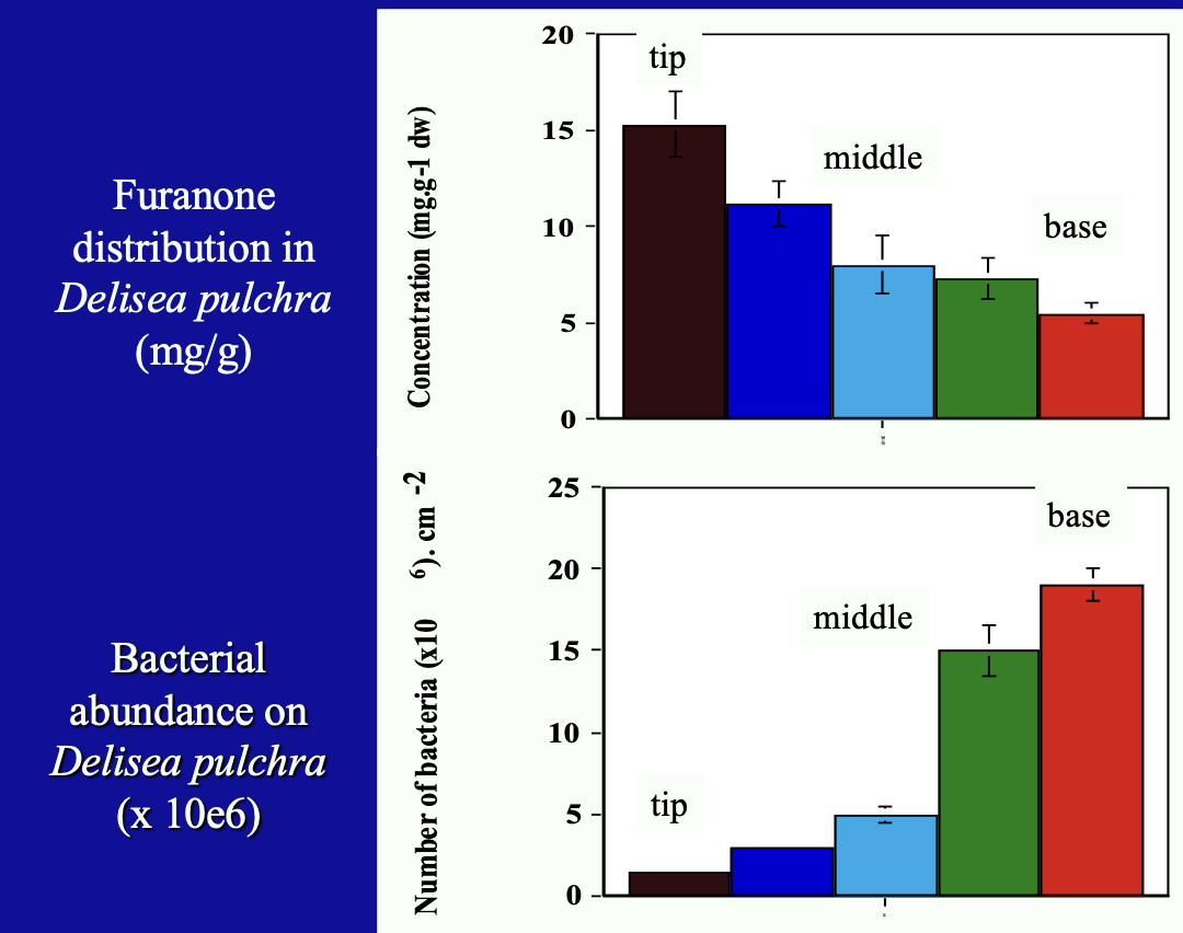 <p><u>Inihibitory effect</u></p><p>Bacteria abundance compared with Furanone distribution</p><ul><li><p>Low dist of Furanone = high bacteria abundance</p></li></ul><p></p>
