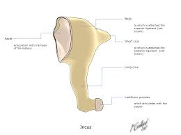 <p>middle ear</p>