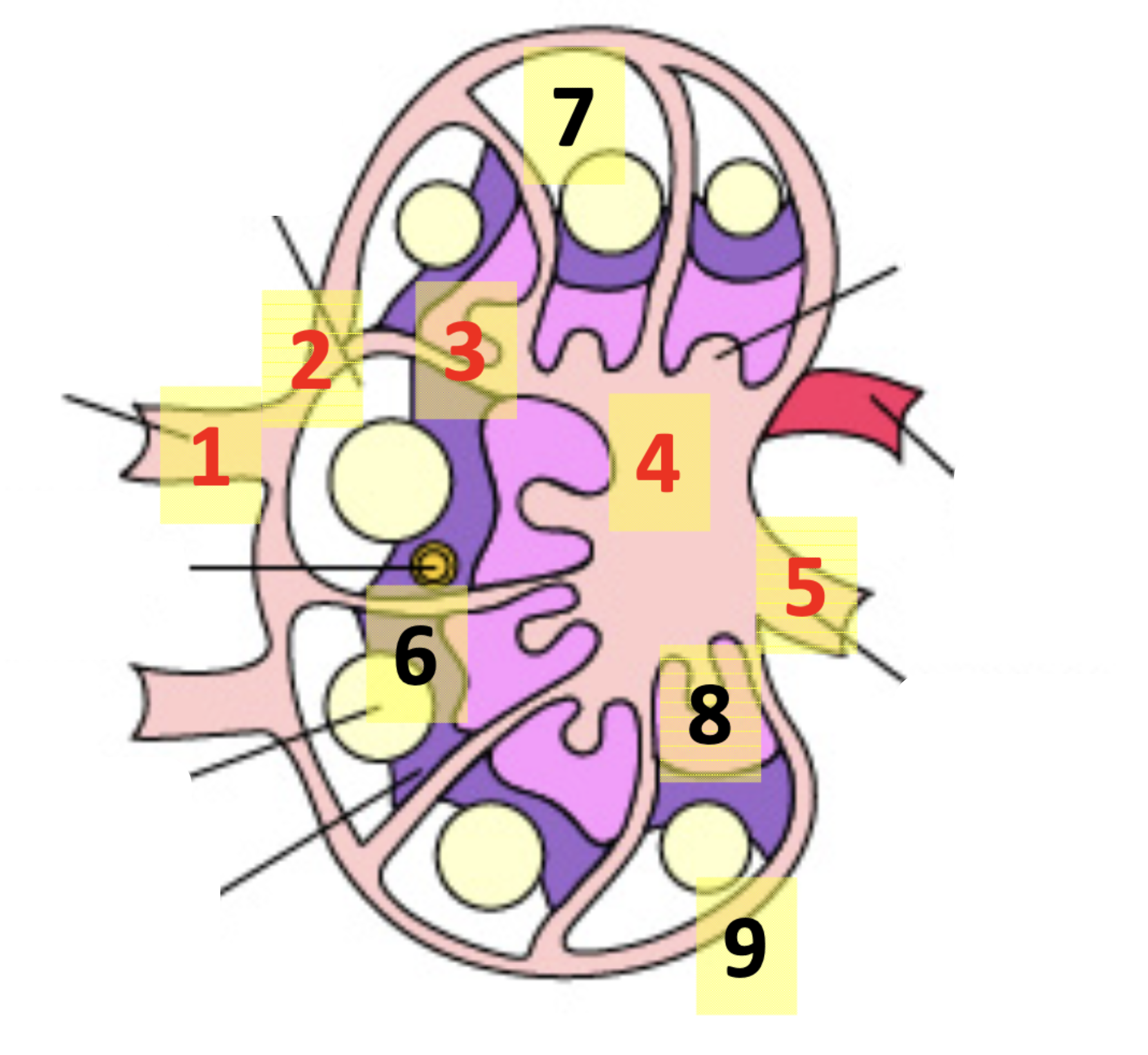 <p><strong>Lymph Flow Through Lymph Node:</strong></p><ul><li><p>_______ cells (antibody secreting B cells) located in _______ cords </p></li></ul><p></p>