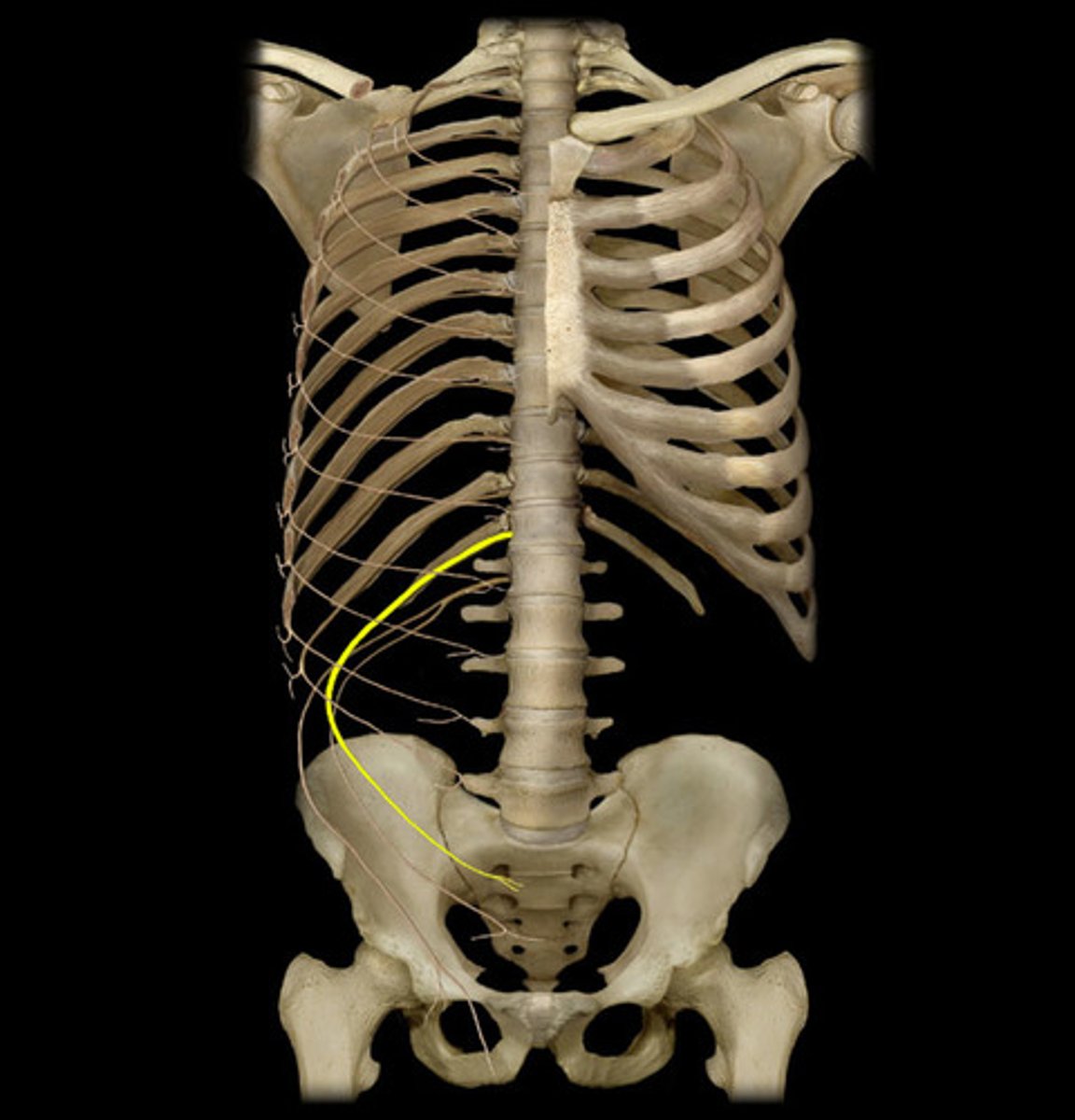 <p>what does the subcostal nerve (T-12) innervate?</p>