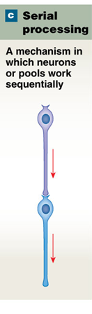 <p>Serial Processing</p>