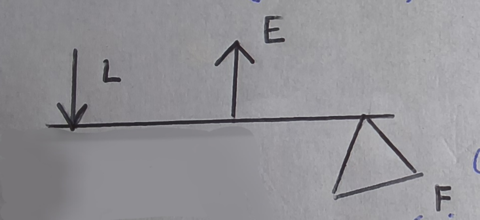 <p>Fulcrum is at one end</p><p class="has-focus">Effort in the middle</p><p class="has-focus">Load at the other end</p>