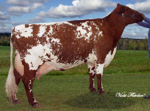 <p>British dairy breed from northern England red, white, or roan color pattern.</p>