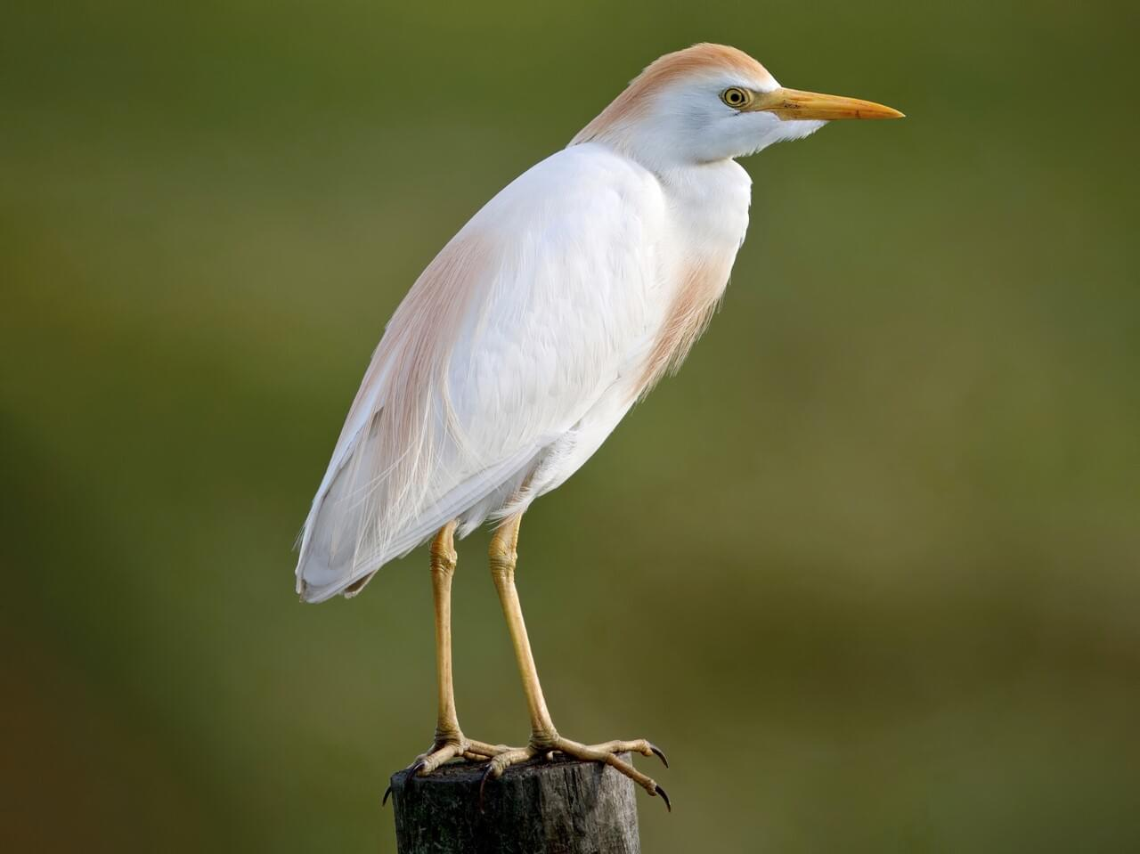 <p>Cattle egret </p>