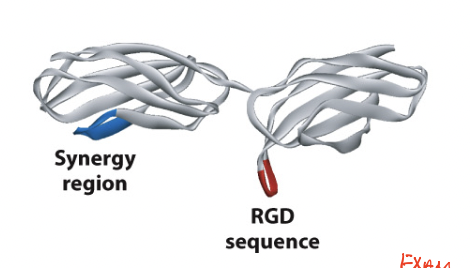 <p>a tripeptide sequence in the cell-binding region of fibronectin is required for cell adhesion (Arg-Gly-Asp) </p><ul><li><p>minimal sequence required for recognition by integrins </p></li><li><p>found in a loop that protrudes outward from fibronectin </p></li><li><p>upon synthesis, absorption of fibronectin into ECM helps fold the protein and exposes the sequence </p></li></ul><p></p>