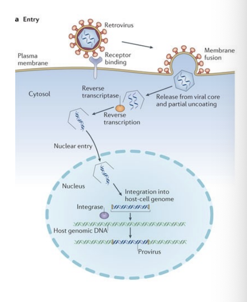 <p>Fbx15 mouse gene is expressed in stem cells and then insertion of neomycin (neo) resistance gene into Fbx15. Neomycin is not expressed in mammalian cells. The neo-fbx15 mutant mouse was viable and used to harvest fibroblasts (somatic cells). Cloning a cDna library of 24 genes expressed by ESCs into retroviral vectors. Then the modified retroviruses were used to transduce the fibroblast cells</p>