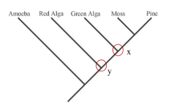 <p>Which is an accurate statement of relationships?</p>