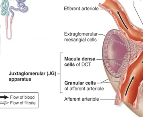 <ol><li><p>Granular cells</p></li><li><p>Macula densa cells</p></li><li><p>extraglomerular cells</p></li></ol><p></p>