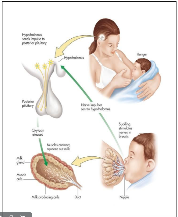 <ul><li><p>Target is mammary glands or uterus</p></li><li><p>results:</p><ul><li><p>mammary glands produce more milk</p></li><li><p>and uterine contractions increase</p></li><li><p>governed by a positive feedback mechanism</p></li></ul></li></ul><p></p>