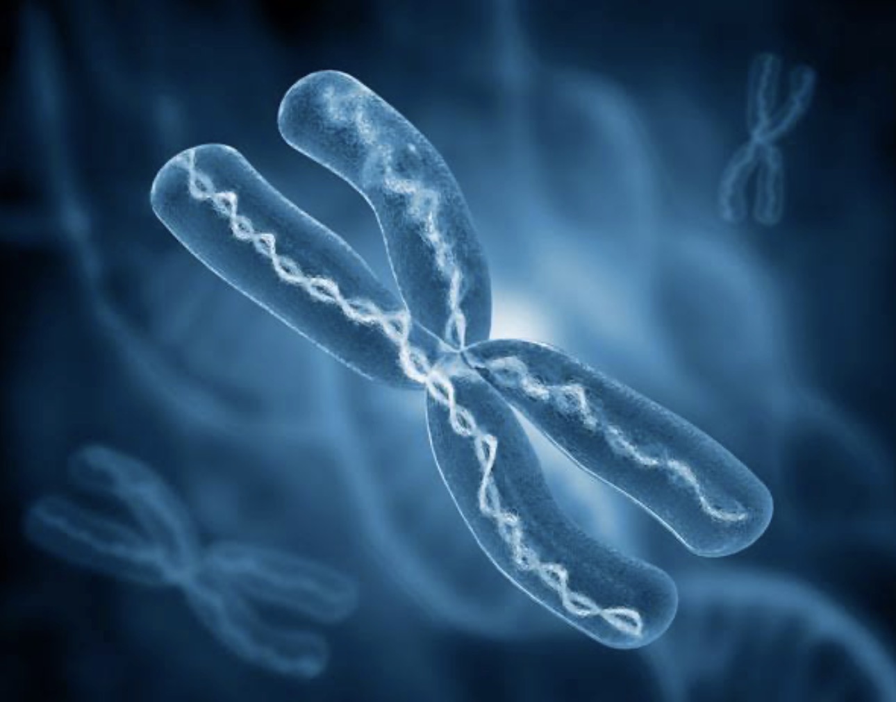 <p>Chromosomes</p>