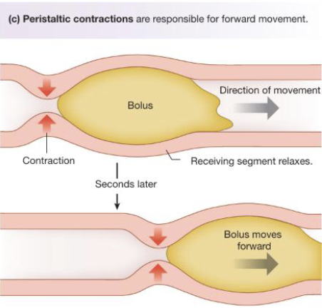 <ul><li><p>Peristalsis involves a progressive wave of contraction where circular muscle contract behind the bolus of food, pushing it forward into next segment, while circular muscles in front of the bolus are relaxed</p></li><li><p>This process is initiated by the peristaltic reflex which is triggered by distention (stretching) of the GI wall when a bolus enters a segment</p></li><li><p>Peristalsis is regulated by hormones, paracrine signals, and the autonomic nervous system to modulate strength and coordination</p></li></ul><p></p>