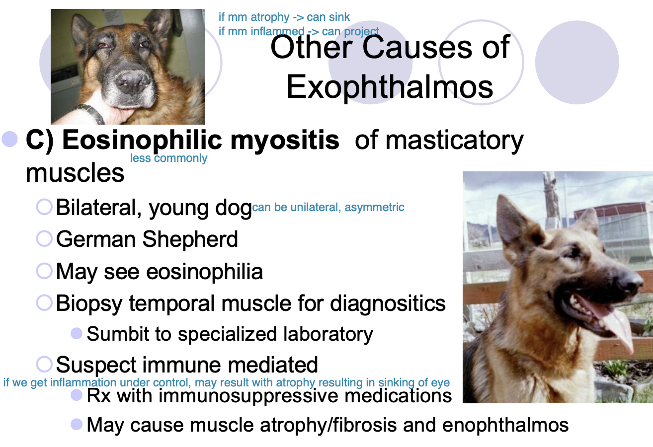 <p>Bx of temporal m, submit to specialized lab</p><p>May see eosinophilia</p>