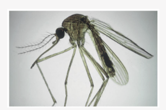 <p>What is the common name for this fly?</p>