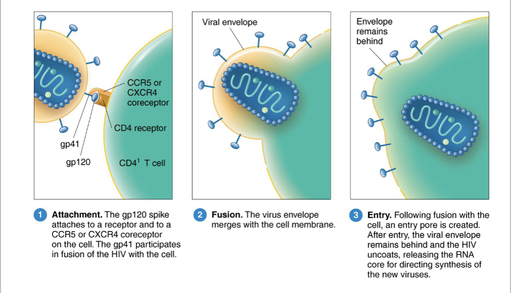 <p>dendric cells and carried to the lymphoid organs; contacts activated T cells </p>