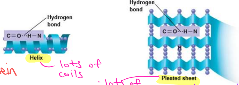 <p>Helix (lots of coils) and pleated sheet (lots of folds — several strands connected via H bonds).</p>