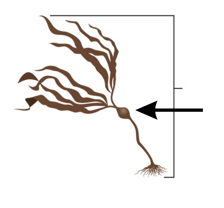 <p>What is this part of the seaweed?</p>