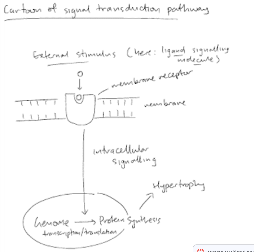 <ul><li><p>Heart cells adapt in response to signals reveiced from the rest of the body. One particular response is the increase in cell volume (hypertrophy). This can be a non-pathological adaptation (i.e. in athletes and pregnant mothers). But of more concen is the often pathological, maladaptive case when it can lead to heart disease/failure. </p></li><li><p>We can conceptualise of the signalling process as being initiated by an external stimulus (e.g. a ligand) that binds to a membrane receptor. The receptor initiates a signalling cascade that results in a change in genome regulation. </p></li></ul><p></p>