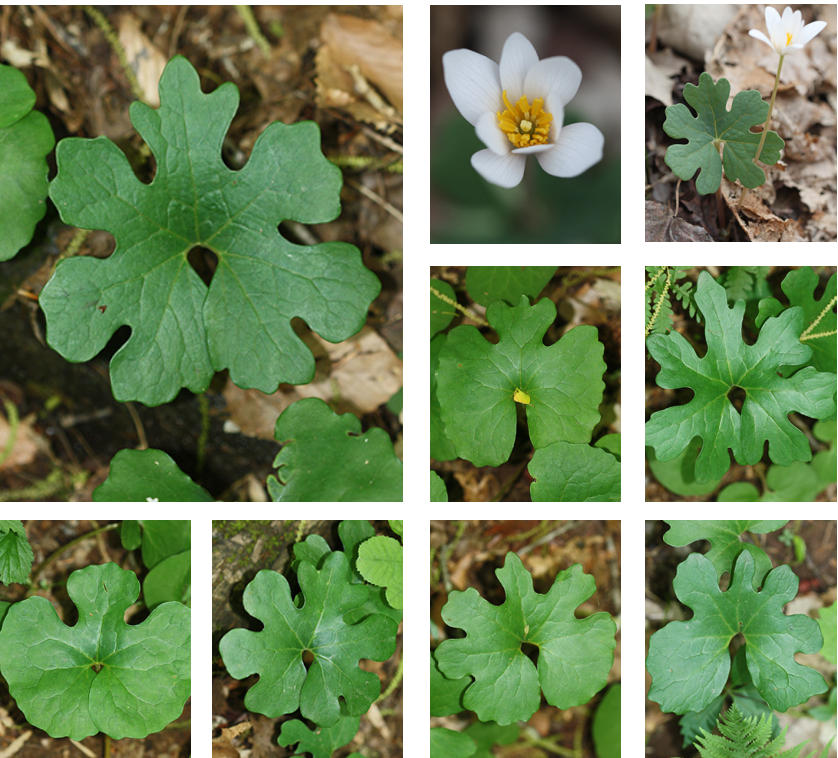 <p>papaveraceae</p><p>red rhizome underground</p><p>lobed leaf - always rounded</p>