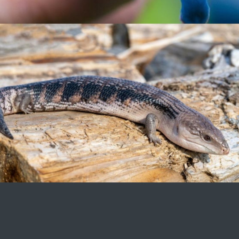 <p>name this animal</p>