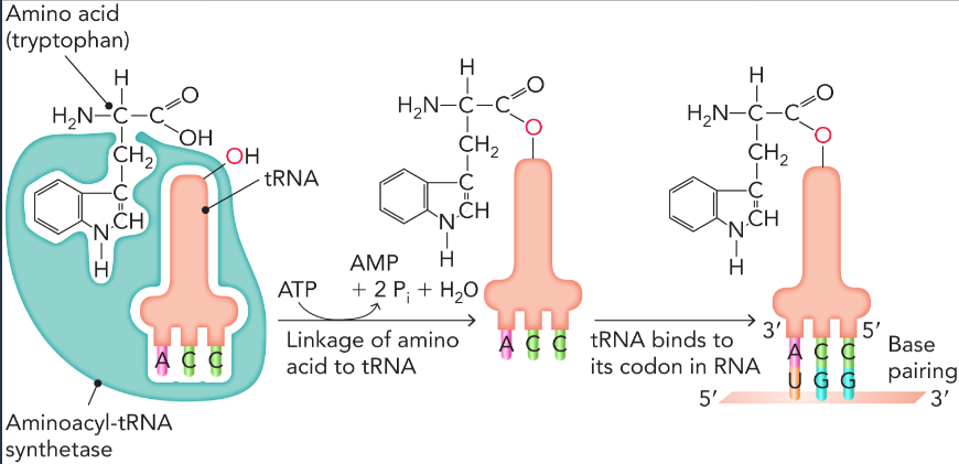 <p>aminoacyl-tRNA synthetase attaches a specific amino acid to the 3’ acceptor stem of the cognate tRNA (charges the tRNA); coupled to ATP hydrolysis</p>