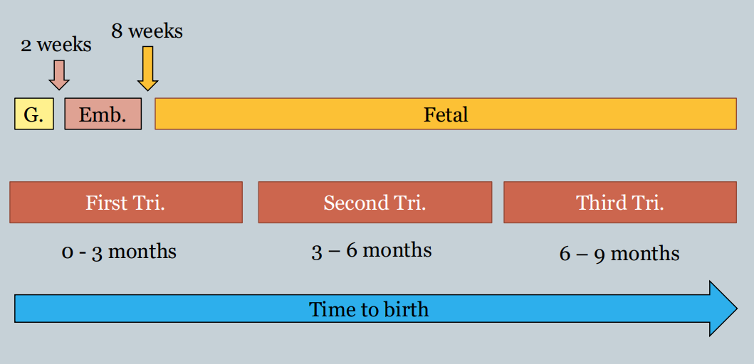 <ul><li><p>prenatal development period is divided into 3 equal-length parts</p></li><li><p>not the same as prenatal periods</p></li><li><p>fetal period begins towards the end of the first trimester</p></li><li><p>viability begins at the end of the second trimester</p></li></ul><p></p>