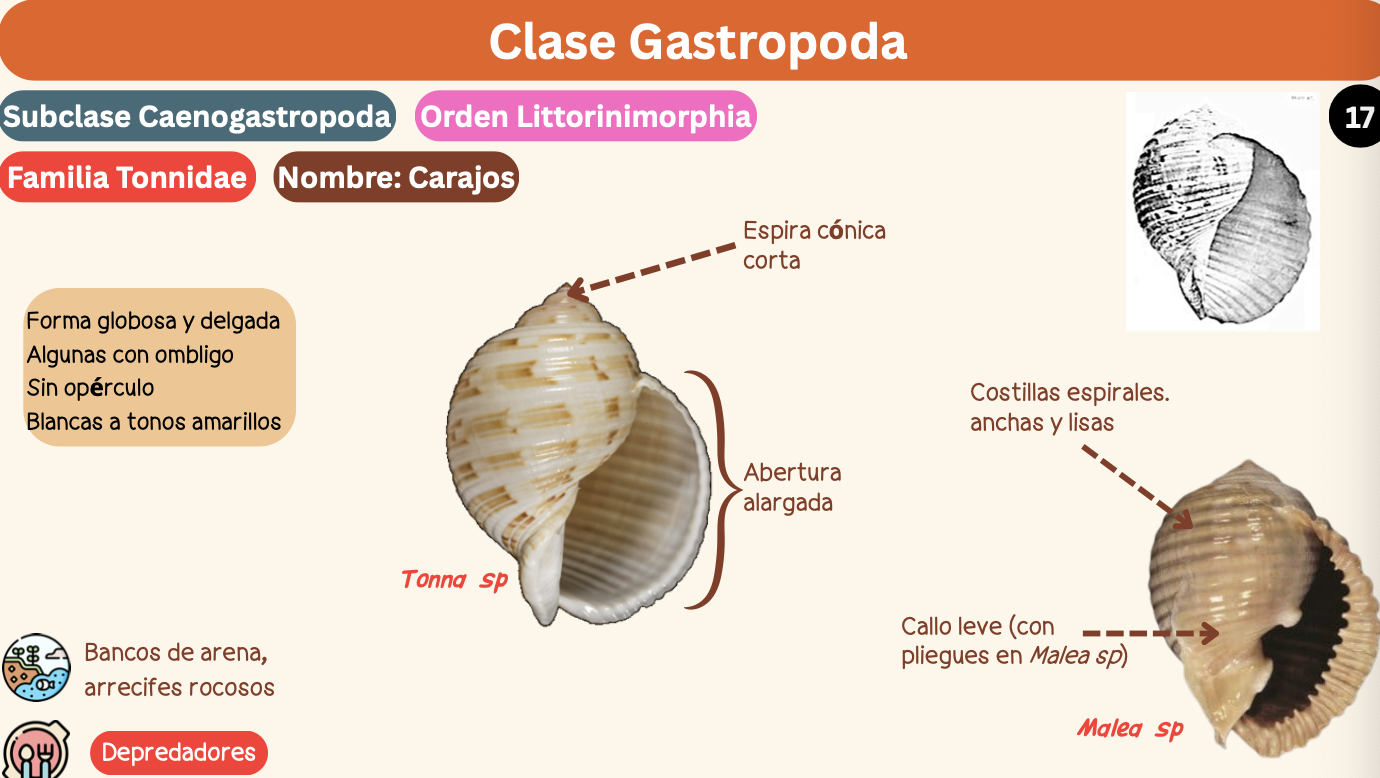 <p><strong>FILO </strong>Mollusca<strong><br>CLASE </strong>Gastropoda<br><strong>SUBCLASE </strong>Caenogastropoda<br><strong>ORDEN </strong>Littorinimorphia<br><strong>FAMILIA </strong>Tonnidae<br><strong>GÉNERO </strong><em><u>Malea sp</u></em><br><strong>NOMBRE COMÚN </strong>Carajos<strong><br>CARACTERÍSTICAS </strong>Forma globosa, delgada, algunas con ombligo, sin opérculo, blancas a tonos amarillos.<br><strong>RÁDULA </strong>Tenioglossa<strong><br>ALIMENTACIÓN </strong>Depredadores<strong><br>HÁBITAT </strong>Banco de arena, arrecifes rocosos.</p>