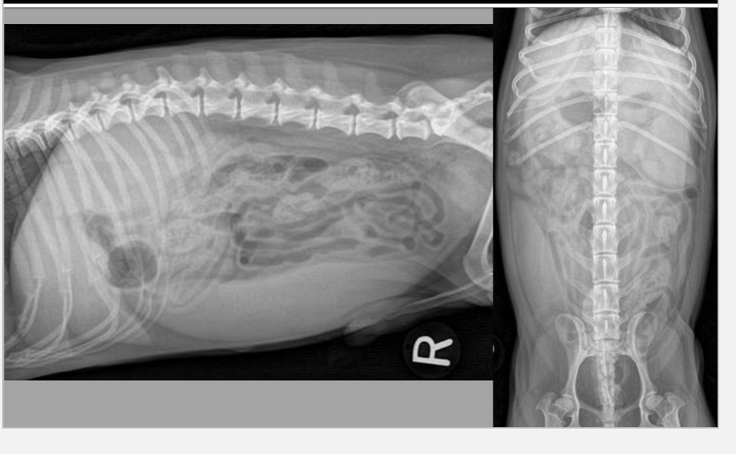<p>what is this a radiograph of</p>