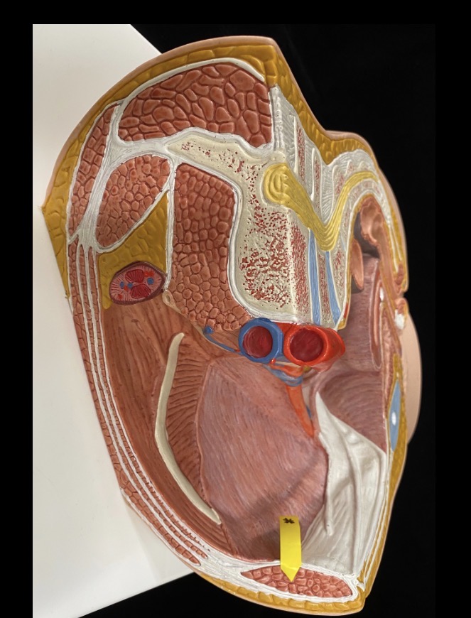 <p>Name the muscle </p>