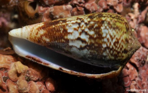 <p>MOLLUSCA Anemone cone </p>