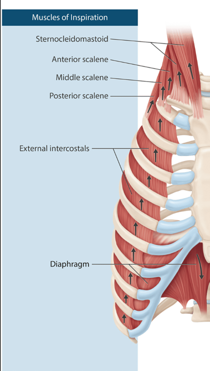<p>Primary: Diaphragm (tidal breathing and increases the superior-inferior dimension of the chest)</p><p>External intercostals (tidal breathing, increase the anterior-posterior diameter)</p><p>Sternocleidomastoid (accessory)</p><p>Scalene muscles (Anterior, middle &amp; posterior scalene) (accessory)</p>