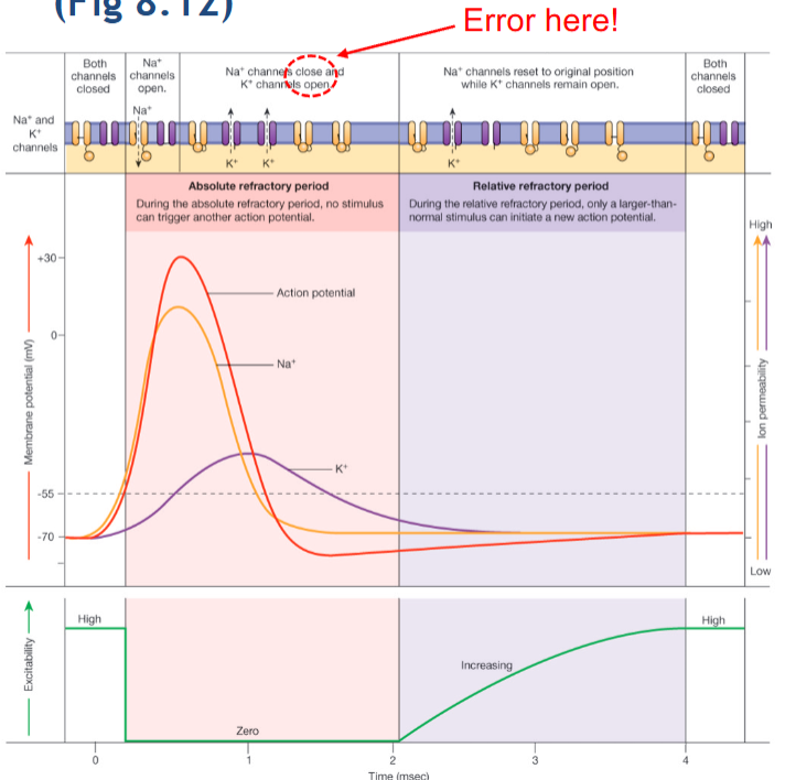 <p>The second action potential will not fire during the absolute refractory period</p>