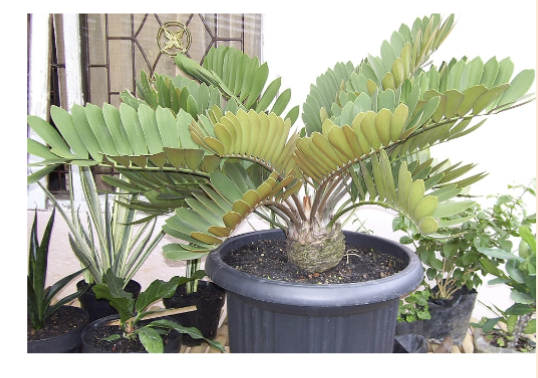<p>What is the scientific name of this plant? </p>