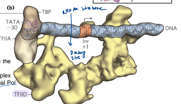 <ul><li><p>recognize eukaryotic promoters </p></li><li><p>the first component to bind to the preinitiation complex (PIC) at the TATA box of a typical Pol II promoter </p></li><li><p>used in Pol I II and III as well as archaea!</p></li><li><p>similar to the role of sigma factors in bacteria</p></li><li><p></p></li></ul><p></p>