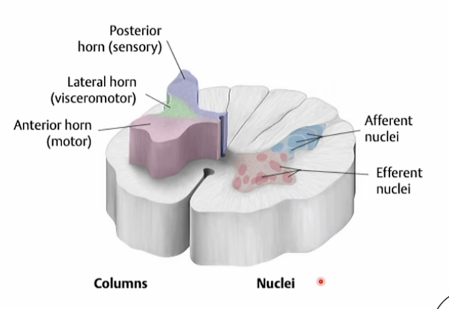 <p>Sensory neurons (afferent nuclei).</p>