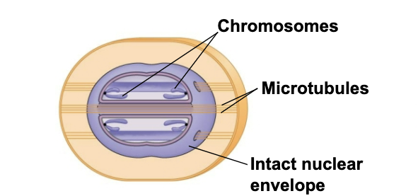 <p>This type of cell division occurs where?</p>