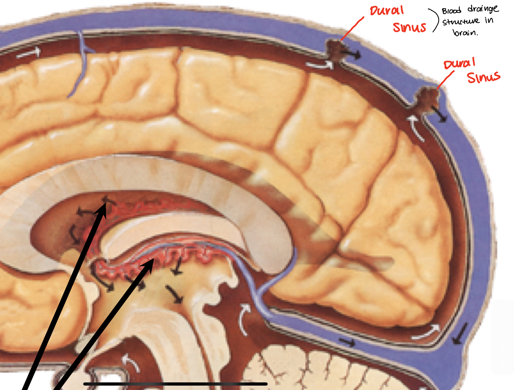 <p>dural sinus </p>