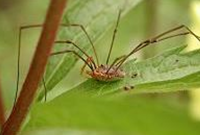 <p>Klasse Arachnida (spinachtigen) !!! orde?</p>