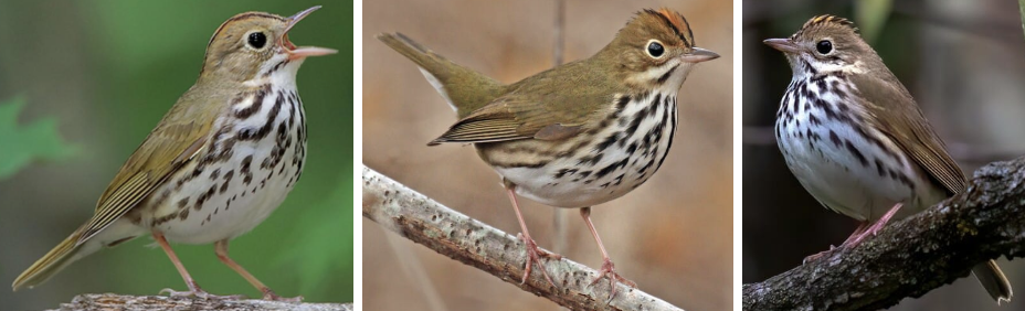 <ul><li><p><span style="background-color: transparent;"><strong>Habitat:</strong> breed in large broadleaf or mixed forests, summer- territories where leaf canopy overhead inhibits underbrush and provides deep leaf litter for inverts, ideal- extensive uninterrupted forests with relatively closed canopies, winter- when mature forests not available, shade coffee trees or mangrove, dry scrubland, moist upland, etc.</span></p></li><li><p><span style="background-color: transparent;"><strong>Diet:</strong> mainly forest insects and inverts- range of adult beetles and larvae, ants, caterpillars, flies, etc., winter- may add more seeds to diet or hunt insects/grubs</span></p></li><li><p><span style="background-color: transparent;"><strong>Characteristics:</strong> small but larger than avg warbler, chunky, olive-green above with dark speckles on buff chest, round head, </span><span>orange crown surrounded by two black stripes</span><span style="background-color: transparent;">, fairly thick bill, jaunty tail often cocked upward</span></p></li></ul><p></p>