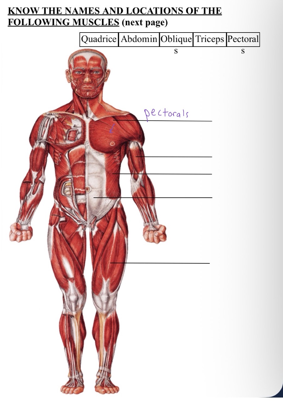 knowt flashcard image