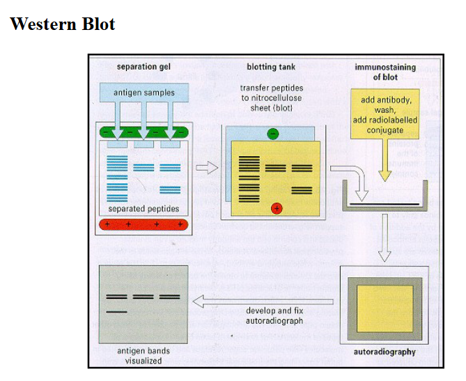 <ul><li><p>Western blot</p></li><li><p>ELISA (enzyme linked immunosorbent assay)</p><ul><li><p>indirect ELISA → HRP</p></li><li><p>microtiter plates</p></li><li><p>apply antigen to the surface of the plate</p></li><li><p>add antibody specific for antigen (use 1 or 2 antibodies)</p><ul><li><p>antibody contains enzyme tag (HRP)</p></li></ul></li><li><p>add substrate (peroxidase)</p></li><li><p>monitor color change</p></li></ul></li></ul><p></p>