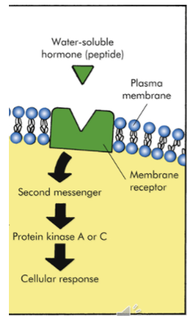 <p>hydrophilic, polar hormones that cannot diffuse across membranes and therefore must attach to receptors in the membrane of target cell to induce a signal transduction pathway to induce change.</p>