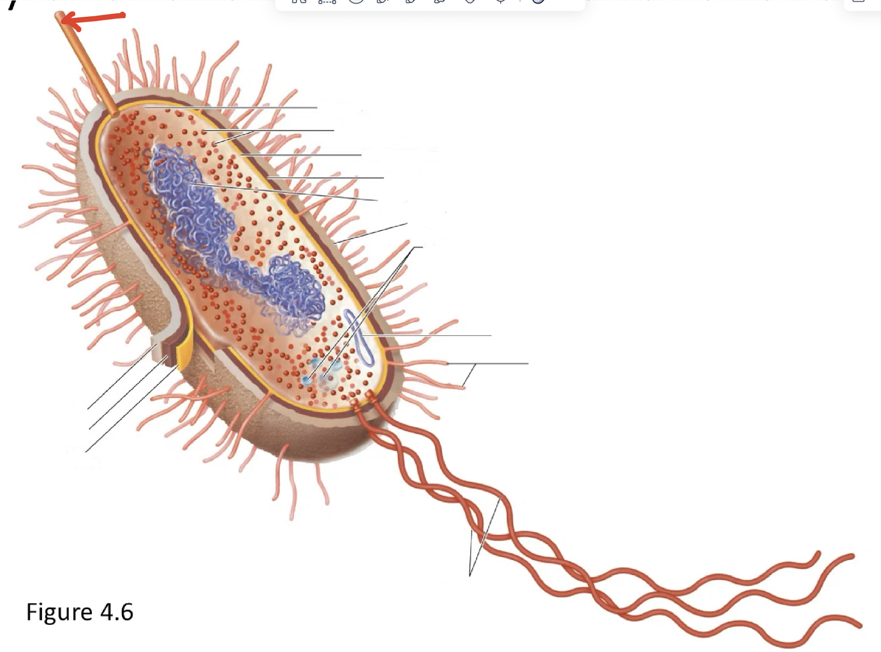 <p>pilus</p>