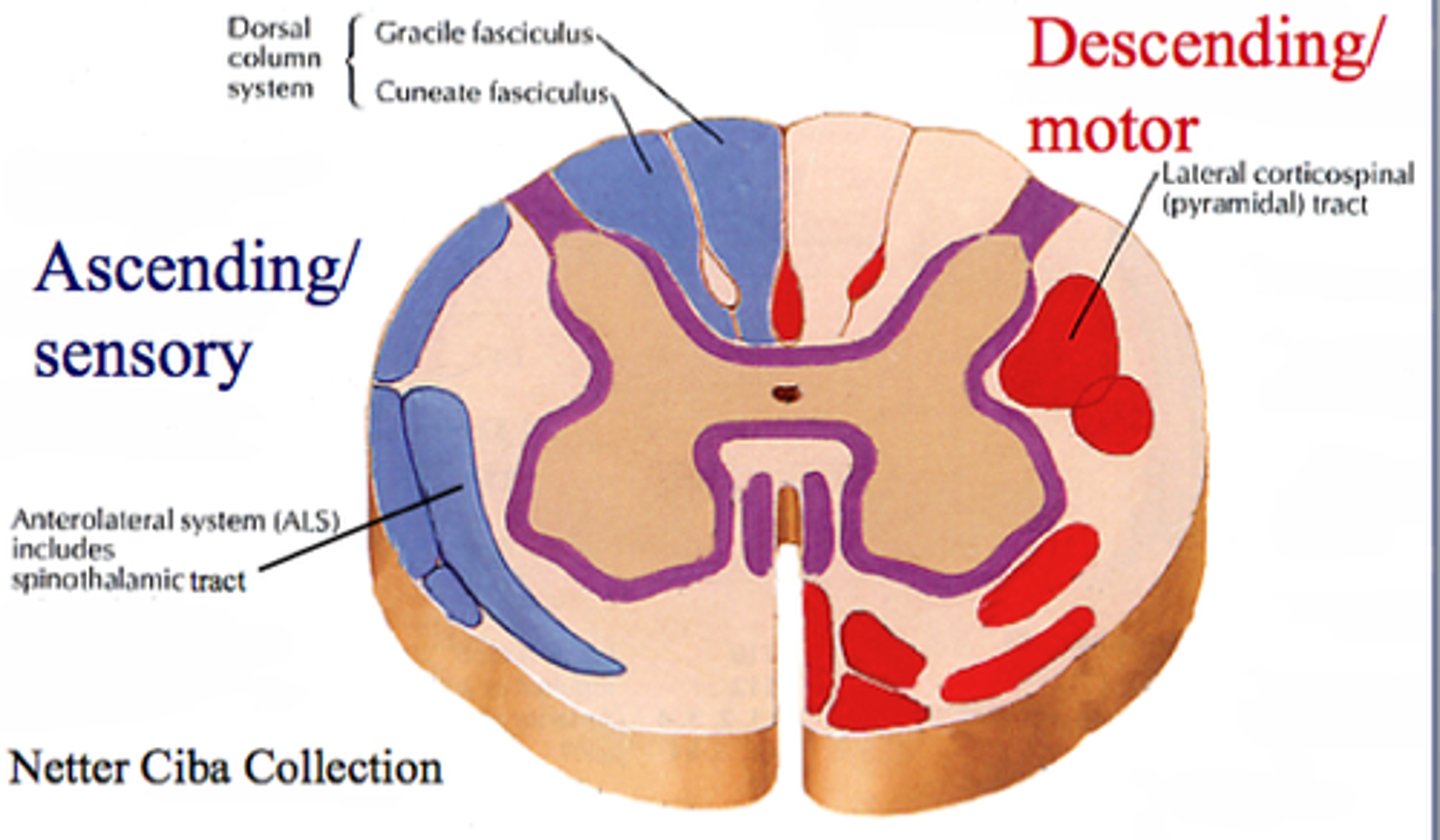 <p>Carry sensory info to brain</p>