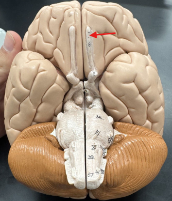 <p>olfactory bulb</p>